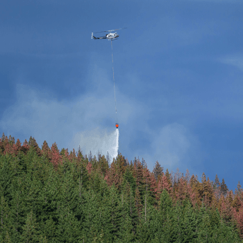 Helicopter fighting fire from sky with water on thick tree line. 