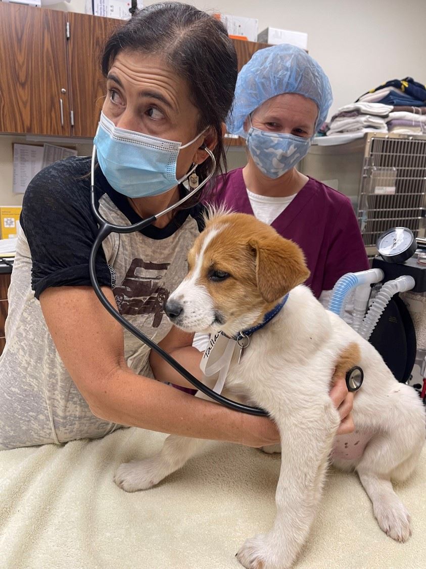 Puppy being assessed by a vet and vet nurse. 